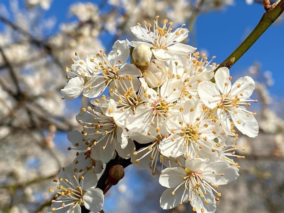 Huis Van Loon Borgloon Εξωτερικό φωτογραφία
